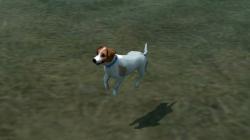 Hunde-Set - Jack Russel Terrier im EEP-Shop kaufen Bild 6