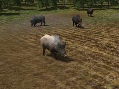  Kinematisch animierte Wildschweine  im EEP-Shop kaufen