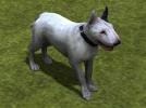 Hunde-Set - Bull Terrier (V14NMS70059 )