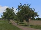 Kirschbäume und Linden (mittelgroß) (V10NRE10152 )