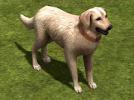 Hunde-Set - Golden Retriever (V14NMS70063 ) Hunde-Set - Golden Retriever (V14NMS70063 )
