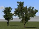 Obstbäume alt (V80NRE10146 )
