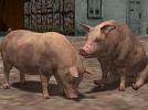 Hausschweine und Ferkel (V10NWA10070 )
