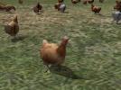 Kinematisch animierte Hühner ab EEP 9.1 (V90NSP10017 )