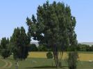 Birnbäume, Weiden, Linden und Büsche (V80NRE10130 )