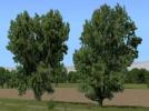 Kastanien, Schwarzpappeln, Sommerbäume (V10NRE10173 )