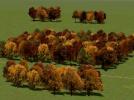 Herbstbäume als Gruppen und Waldmodule (V80NRE10119 )