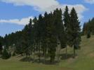 Nadelbäume und Waldkulissen (Fichten und Tannen) (V70XRE1435 )