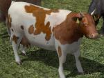 Kinematisch animierte Kühe ab EEP 9.1