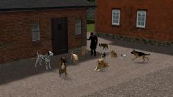  Hunde Set 2 - Gemischt im EEP-Shop kaufen