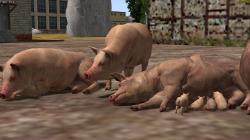  Hausschweine und Ferkel im EEP-Shop kaufen