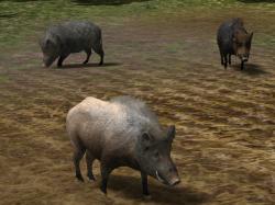 Kinematisch animierte Wildschweine  im EEP-Shop kaufen Bild 6