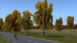 Herbstbirken im EEP-Shop kaufen Bild 6