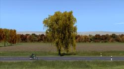 Herbstbirken im EEP-Shop kaufen Bild 6