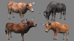 Vieh Verladeplatz im EEP-Shop kaufen Bild 6