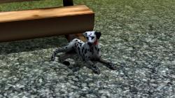 Hunde-Set - Dalmatiner im EEP-Shop kaufen