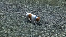  Hunde-Set - Jack Russel Terrier im EEP-Shop kaufen