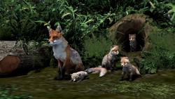 Wo sich Fuchs und Dachs Gute Nacht  im EEP-Shop kaufen