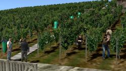  Weinleser und Winzer bei der Arbeit im EEP-Shop kaufen