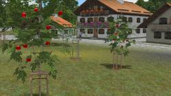  Junge Obstb�umchen im EEP-Shop kaufen