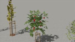 Junge Obstb�umchen im EEP-Shop kaufen Bild 6