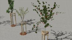 Junge Obstb�umchen im EEP-Shop kaufen Bild 6