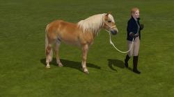 Reiterinnen und Reiter mit Pferd im EEP-Shop kaufen Bild 6