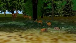  Rehe, Hirsche, Kitze im EEP-Shop kaufen