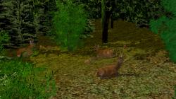  Rehe, Hirsche, Kitze im EEP-Shop kaufen
