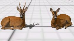 Rehe, Hirsche, Kitze im EEP-Shop kaufen Bild 6