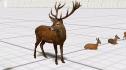 Rehe, Hirsche, Kitze im EEP-Shop kaufen Bild 6