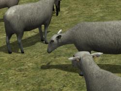 Kinematisch animierte Schafe ab EEP im EEP-Shop kaufen Bild 6