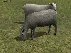 Kinematisch animierte Schafe ab EEP im EEP-Shop kaufen Bild 6