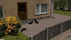 Hunde Set 1 � Dackel im EEP-Shop kaufen