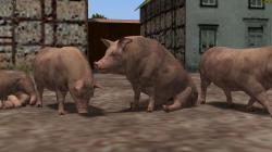 Hausschweine und Ferkel im EEP-Shop kaufen