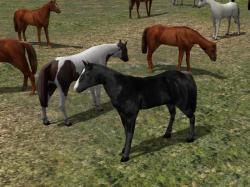 Kinematisch animierte Pferde ab EEP im EEP-Shop kaufen