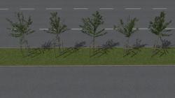 Jung- und Parkplatzb�ume im EEP-Shop kaufen