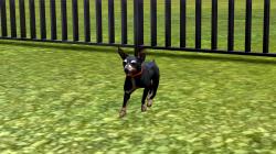 Hunde-Set - English Toy Terrier im EEP-Shop kaufen