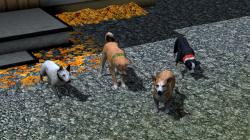 Hunde-Set - Sparset im EEP-Shop kaufen