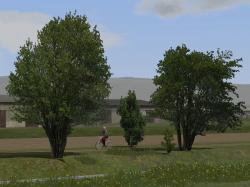 Laubb�ume, Blutbuchen, Blautannen im EEP-Shop kaufen