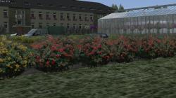 Blumendeko 02 Petunien, Kletterrose im EEP-Shop kaufen