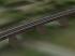 Elsterbr�cke Gera-Liebschwitz (3)