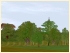 Laubb�ume (2)