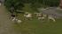 Sch�fer und Schafherde � Set 1 (4)