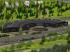 33m Rundlokschuppen Bausatz 7,5� (1)