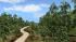 Natur Set - Laubb�ume (2)