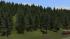 Nadelb�ume (einzeln, Gruppen, Reihen, Kulissen) (2)