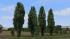 Pappeln und Stra�enb�ume (1)