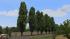 Pappeln und Stra�enb�ume (2)