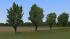 Sommerb�ume und Baumkulissen (1)